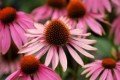 Blumenbeet