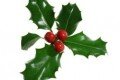 Ilex - Pflege & Tipps
