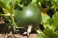 Starkwüchsige Zucchini