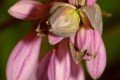 Tulpe, Waldveilchen und Funkie – ein Traumtrio
