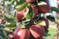 Ein Obstgarten für kleine Naschkatzen