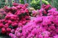 Rhododendron: Diese Pflanze ist ein Star