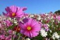 Gartentrend: Pflanzen werden ausgewildert