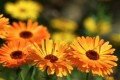 Hochsommer-Pflanzenbeet: Goldmohn, Salbei und Ringelblume