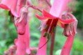 Hochsommer-Pflanzenbeet: Petunien, Phlox und Penstemon
