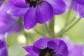 Hochsommer-Pflanzenbeet: Kosmee, Lupine und Rittersporn