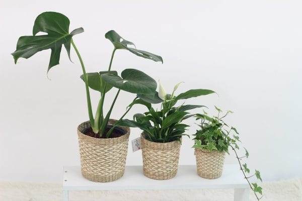 Raumgestaltung mit Pflanzen Tipps für umweltfreundliche und nachhaltige Wohn- und Einrichtungsideen